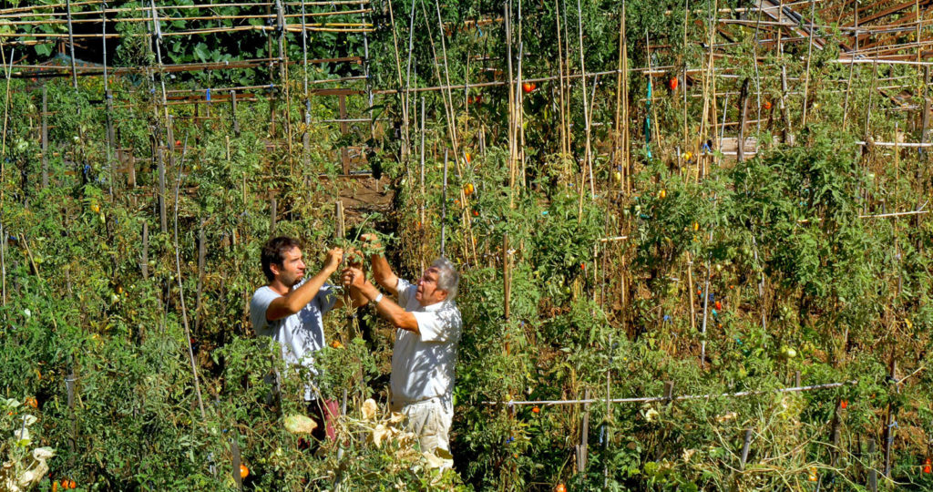 Le potager de mon grand père