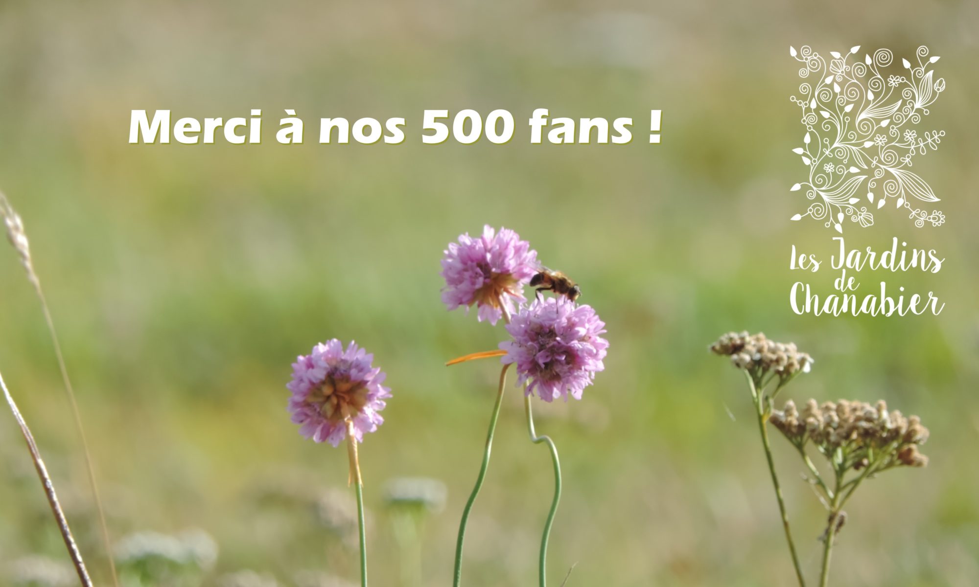 Merci aux 500 fans sur notre page Facebook