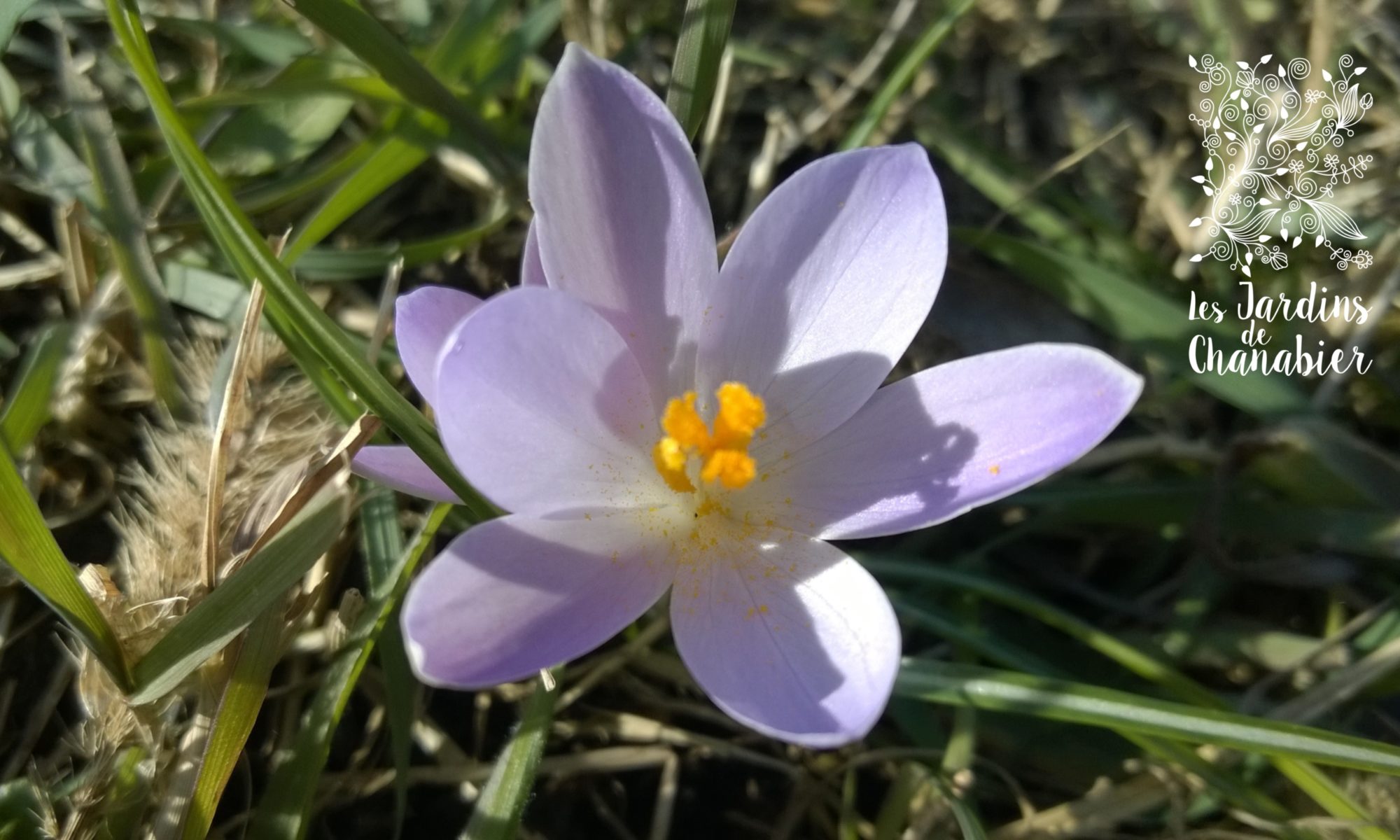 Crocus