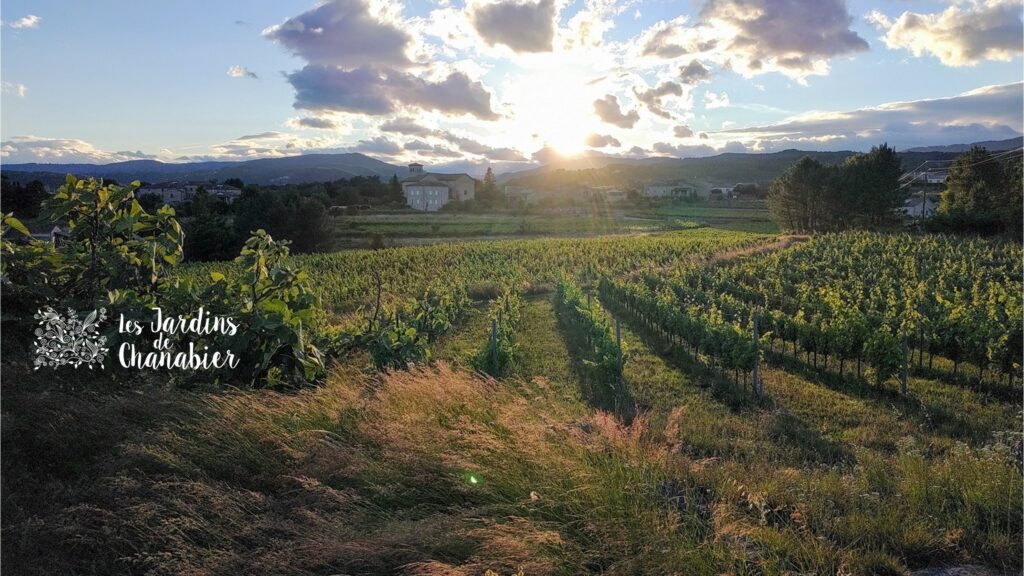 Vigne, herbes et soleil en fin de journée sur Balbiac - Commune de Rosières, Ardèche